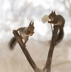 Images Dated 4th May 2021: Red Squirrels a tree trunk with a Dianthus flower Date: 03-05-2021