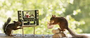 Images Dated 3rd June 2021: Red Squirrels with tv and popcorn