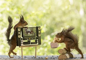 Images Dated 3rd June 2021: Red Squirrels with tv and popcorn Date: 03-06-2021