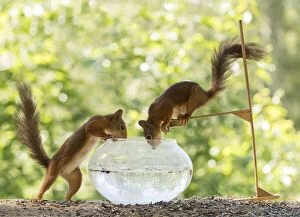 Red Squirrels with water, bowl and diving board Date: 03-07-2021