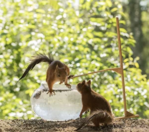 Images Dated 4th July 2021: Red Squirrels with water, bowl and diving board Date: 03-07-2021