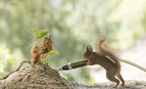 Images Dated 2nd July 2021: Red Squirrels with water hose and strawberry plant Date: 01-07-2021