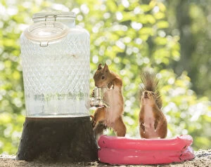 Images Dated 2nd July 2021: Red Squirrels in a water pool