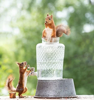 Images Dated 10th December 2021: red squirrels with a water tap Date: 21-06-2018