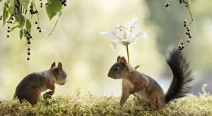 Bird Cherry Gallery: Red Squirrels with a white lily     Date: 05-08-2021