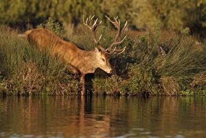 Red Stag - coming down to waters edge for a drink
