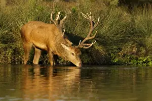 London Prints: Red Stag - drinking from waters edge with reflection - Bushy park - London - England