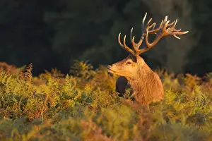 Adults Prints: Red Stag - sniffing air during the rut - Bushy Park - London - England