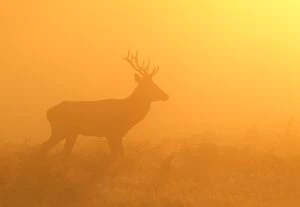 Bushy Park Gallery: Red Stag - at sunrise in atmospheric conditions