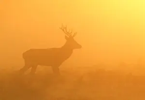 London Prints: Red Stag - at sunrise in atmospheric conditions - Bushy Park - London - England