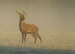 Images Dated 15th October 2011: Red Stag - at sunrise on a beautiful misty morning - Bushy Park - London - England