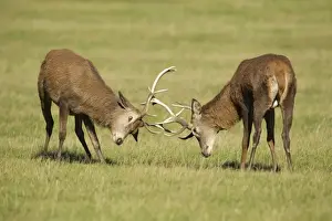 London Prints: Red Stags - practicing rutting during the rut season - Bushy Park - London - England