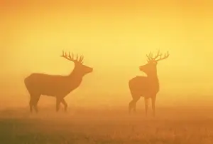 October Prints: Red Stags - at sunrise in atmospheric conditions - Bushy Park - London - England
