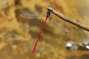 Damselflies Prints: Red Stalk-winged damselfly San Cipriano Reserve, Cauca, Colombia