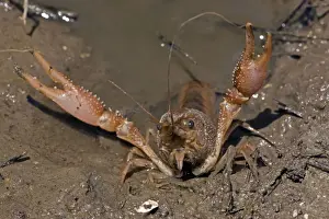Seabed Prints: Red Swamp Crawfish (Crayfish)