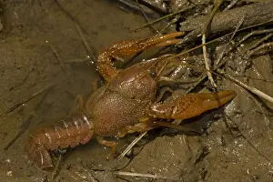Red Swamp Crawfish (Crayfish) - Louisiana - Important food item - commercially harvested - native to Southeastern US - introduced widely elsewhere