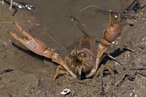 Images Dated 17th April 2011: Red Swamp Crawfish (Crayfish) - defensive display - Important food item - commercially harvested