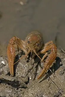 Red Swamp Crawfish(Crayfish) - Louisiana - Important food item - commercially harvested - native to Southeastern US - introduced widely elsewhere