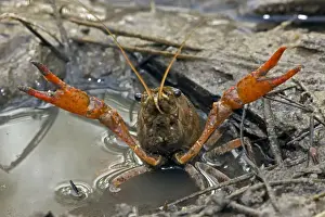 Red Swamp Crawfish(Crayfish) - defensive display - Important food item - commercially harvested - native to Southeastern US - introduced widely elsewhere - Louisiana