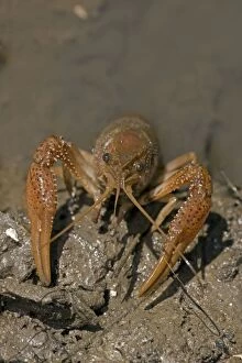 Images Dated 17th April 2011: Red Swamp Crawfish(Crayfish) - Louisiana - Important food item - commercially harvested - native