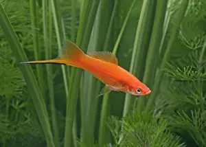 Sword Tail Prints: Red swordtail – male side view - tropical freshwater – Central America 002569