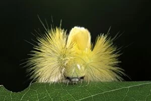 Red Tail Moth - head of a caterpillar spike with its prickly hair