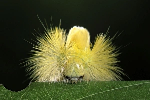 Red Tail Moth - head of a caterpillar spike with its prickly hair Red Tail Moth - head of a caterpillar spike with its prickly hair
