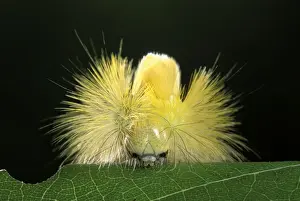 Caterpillar Prints: Red Tail Moth - head of a caterpillar spike with its prickly hair