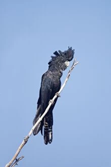 Red-tailed Black-Cockatoo - female
