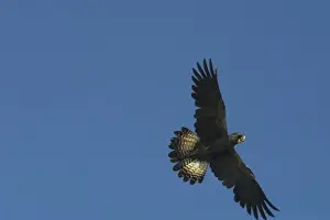 Cockatoo Prints: Red-tailed Black-Cockatoo - female