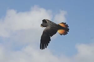 Red-tailed Black-Cockatoo - Female, in flight