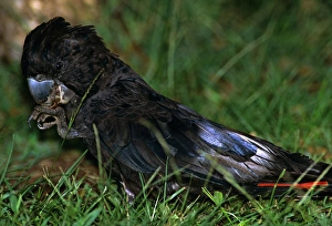 Red-tailed Black Cockatoo - On ground, putting morsel to mouth with one claw Red-tailed Black Cockatoo - On ground, putting morsel to mouth with one claw