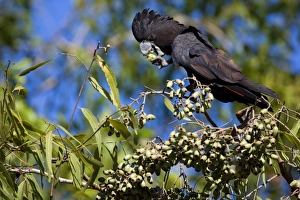 Images Dated 24th June 2008: Red-tailed Black-Cockatoo - male adult Red-tailed Black-Cockatoos sitting on a gum tree feeding