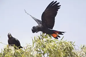 Cockatoo Prints: Red-tailed Black-Cockatoo Near the road leading from Finke to Mt Dare