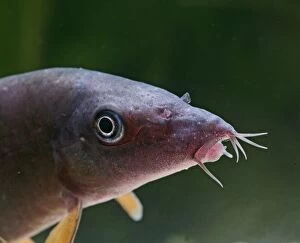Images Dated 10th May 2006: Red tailed blue botia / Orange finned loach – close up, tropical freshwater