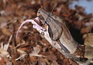Red-tailed Boa Constrictor - Eating
