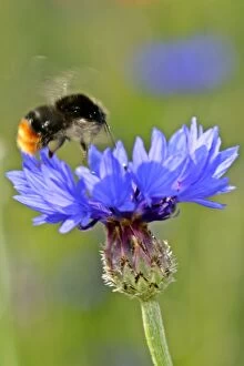 Images Dated 24th June 2006: Red-tailed Bumblebee and Cornflower (Centaurea cyanus) bumblebee approaching cornflower in flight