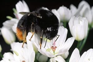 Red-Tailed Bumblebee - feeding