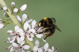 Red-tailed Bumblebee - male on garden flower - Essex - UK IN000964