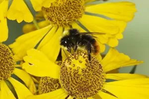 Images Dated 8th August 2009: Red-tailed bumblebee - male on Helenium Flower Bombus lapidarius Essex, UK IN000811