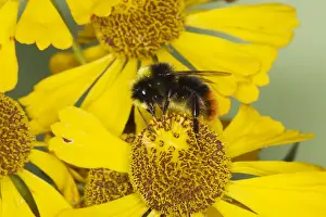 Bumblebee Prints: Red-tailed bumblebee - male on Helenium Flower Bombus lapidarius Essex, UK IN000811