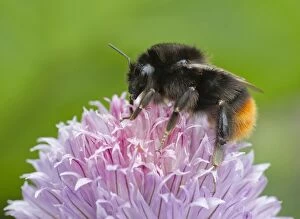 Harvesting Gallery: Red-Tailed Bumblebee worker female on Chive flower