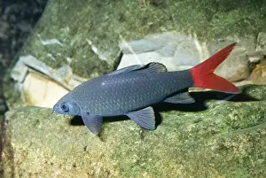 Catfish Prints: Red-tailed Catfish Asia
