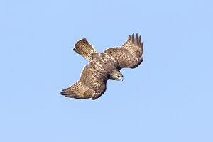 Images Dated 25th September 2012: Red-tailed Hawk