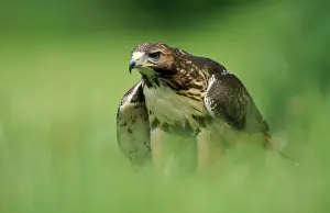 Hawks Prints: Red-tailed Hawk