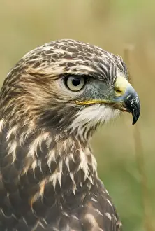 Red-tailed Hawk