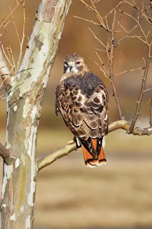 Raptors Collection: Red-tailed Hawk - adult
