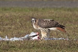 Red-tailed Hawk - adult bird eating a Herring Gull