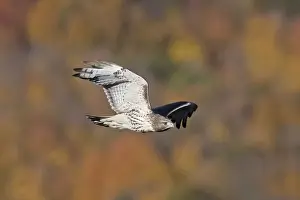Red-tailed Hawk. Adult. CT in October - USA