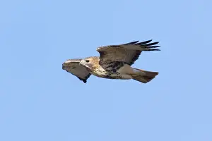 Red Tailed Prints: Red-tailed Hawk - adult in flight